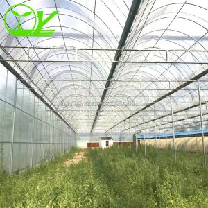 Hydroponic Farming Agriculture Greenhouse with 8m Wide Span and Transparent