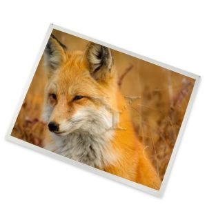 A-Si TFT-LCD 8 Inch 800(RGB)*480 New and Original TX20D18VM2BPA Quality Service