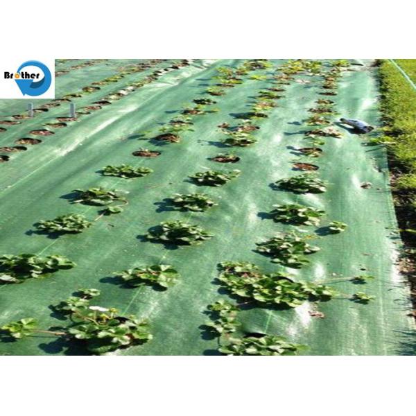 Heavy Duty Landscape Weed Control Fabric with Precut 6" Hole Spacing Perfect