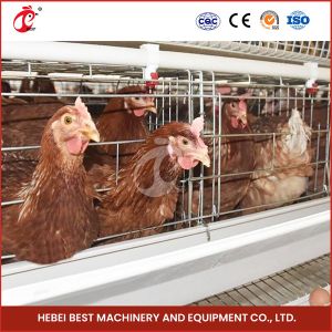 4-6 Birds Poultry Layer Cage with Hot Dip Galvanized Finish Star