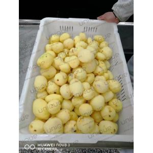 Sweet Potato Peeling and Washing Machine for Commercial Voltage 220v/380v