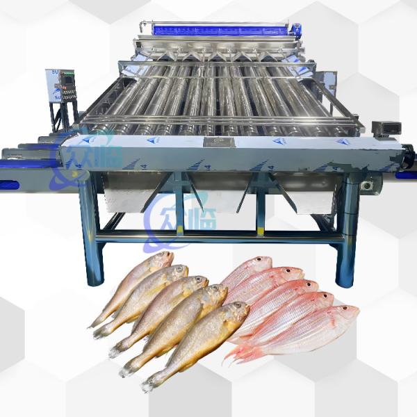 Automatic Fish Classify Machine With 12 Roller Automatic Fish Classifier For 4-5