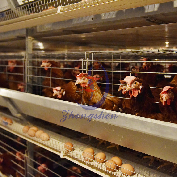 Zhongshen Poultry Egg Belts for Layer Farm Egg Safe Transport and Minimal