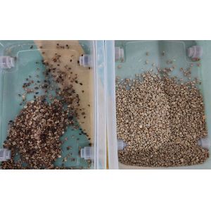 Mini CCD Green / Roasted Coffee Bean Color Sorter With CCD Camera