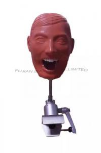 China Dental Techniques  Auxiliary Training Manikin Adult & Bench Or Chair Mount on sale