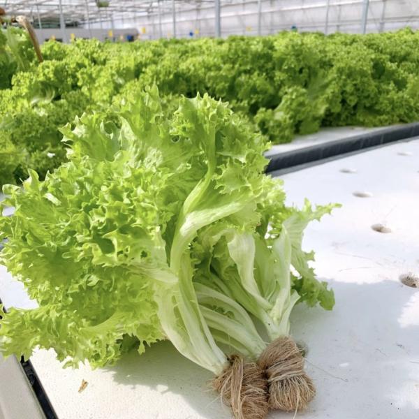 Hydroponic Glass Greenhouse for Vegetable Farming