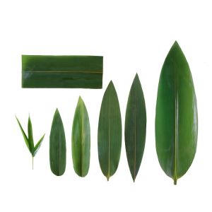 Cheap Serve Sushi with Fresh and Natural Bamboo Leaf Wrappers NO Address Required for sale