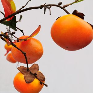 120cm Artificial Persimmon Tree Real Look Natural Wood Trunk Plant