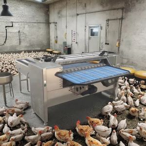 Egg Sorter Machine Egg Grading Machine Egg Weight Grading Machine