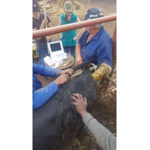 Portable Veterinary Ultrasound Machines Equipment 11.1V 2500MAH