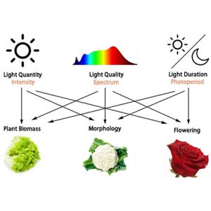 ETL IP65 Horticulture Quantum Board For Garden