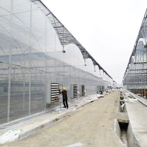 Multi Span Tunnel Plastic Tomato Greenhouse Stable Structure Prefabricated Multi