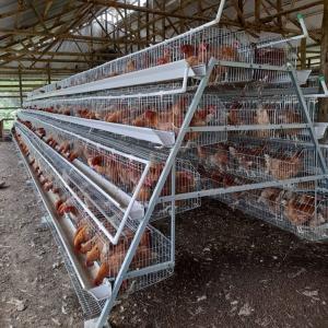 China A Type Stainless Steel Chicken Cage Hot Galvanized Or Cold Galvanized on sale