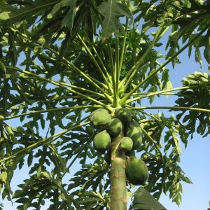 High Simulation Real Touch 270Cm Plant Papaya Tree Fire Resistance