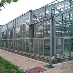 Metal Frame Polytunnel Glass Venlo Type Greenhouse Stabilized 60x90m