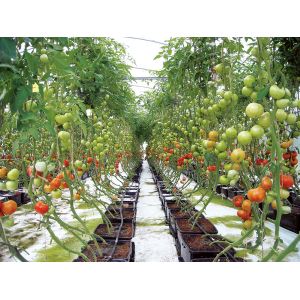 Expertise Hydroponics Aeroponics & Aquaponics System Consultancy Mentoring