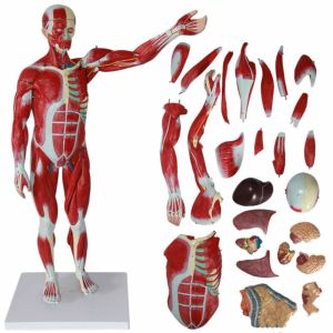 30 inches 27-Part 1/2 Life Size Muscles Structure of The Body for Teaching Study