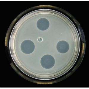 Cheap DDC Animal Feed Acidifier Bacteriostatic Effect Against Harmful Bacteria for sale