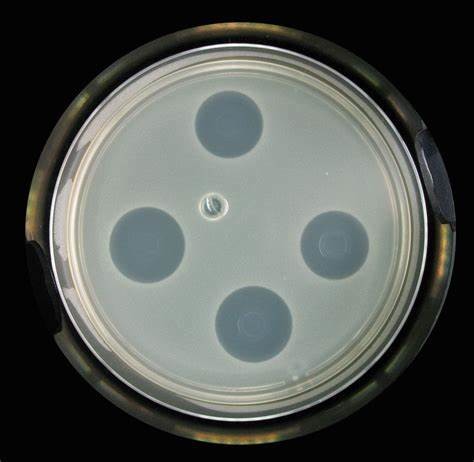 DDC Animal Feed Acidifier Bacteriostatic Effect Against Harmful Bacteria