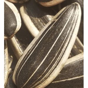 Factory Original Sunflower Seeds in Custom Professional Tin Cans hot sell on