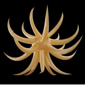 China Inflatable Air stars with LED Light for Decoration on sale