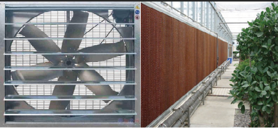 Easy To Assemble Multi Span Greenhouse For Growing Vegetables And Flowers