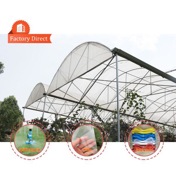 Quality Multi-Span Rain Shelter Greenhouse with PE Film Covering and Hot Galvanized Steel Frame in Customizable Sizes wholesale