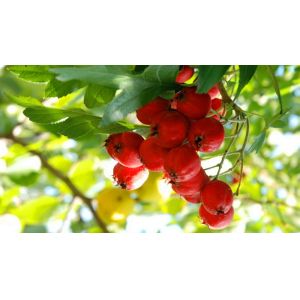 Chinese new harvest Hawthorn Fruit Extract,High Quality Chinese Hawthorn Fruit