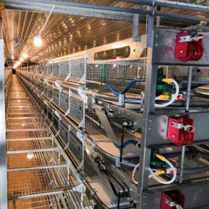 Modern Designed Egg Chicken Layer Cage Raising Equipment