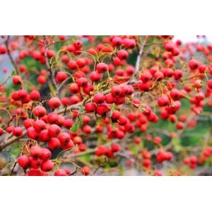 Natural Hawthorn Fruit Extract, Hawthorn Fruit Extract Powder for overseas