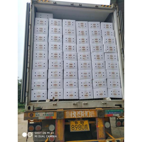 Dehydrated Cherry Red Guajillo Chilis 13CM Dried Long Red Chillies 100 SHU