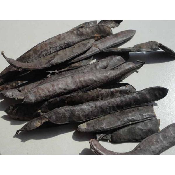 Quality Chinese Honeylocust Fruit extract / Gleditsia sinensis extract / Fructus gleditsiae extract wholesale