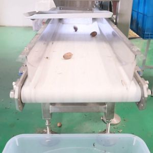 380V 8 Exits Pecan Nuts Sorting Machine CE Approved 2 Tons Capacity