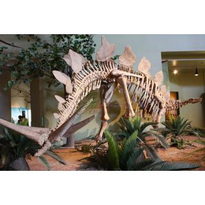 Fiberglass Dinosaur Fossil Model , Handmade Dinosaur Skeleton Replicas