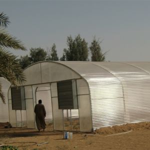 10m Width Tunnel Light Deprivation Greenhouse Single Layer With Galvanized Steel