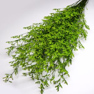 Beautiful Preserving Eucalyptus Foliage Dry Desmodium For Craft