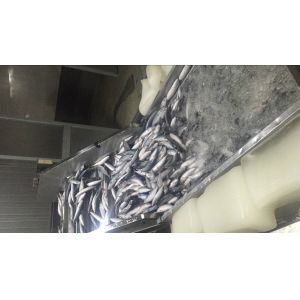 BRC Approved 60g 80g Scomber Japonicus Fresh Frozen Mackerel