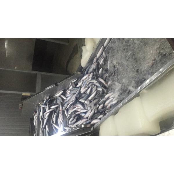 Quality BRC Approved 60g 80g Scomber Japonicus Fresh Frozen Mackerel wholesale