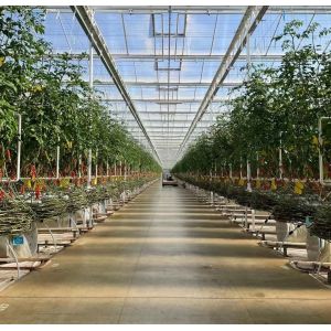 Double Layer Vegetable Planting Greenhouse with Drip Irrigation and Steel
