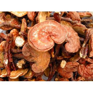 Hot sell reishi mushroom extract ganoderma lucidum extract reishi extract