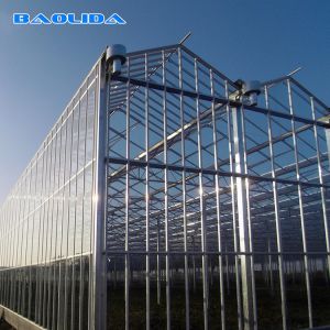 Metal Frame Polytunnel Glass Venlo Type Greenhouse Stabilized 60x90m