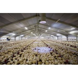 China Closed Type Steel Structure Poultry House Eco Controlled Commercial Chicken Poultry House on sale