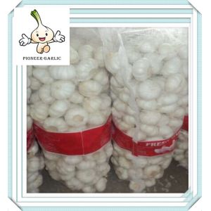 Cheap Price Garlic Fresh China Garlic For Wholesale new style 2016