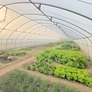 30-Day Return Refunds Get a Refund for Our Multi-Span Agriculture Tunnel