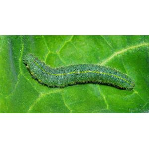 2 Years Shelf Life and Organic Pesticide for Cabbage cabbage worm damage spray Application Method