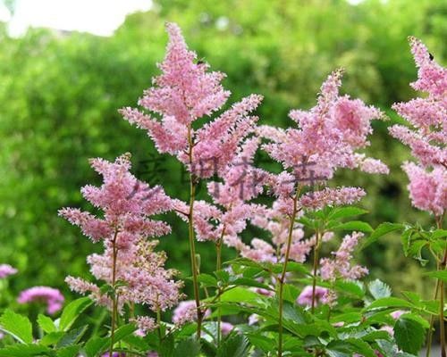 Light Grey Brown Color Black Cohosh Root Crude Type Sliced Or Whole Shape