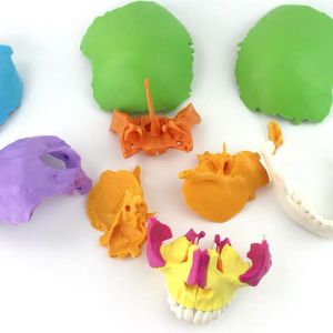 Medical Anatomical Adult Osteopathic cranial Model 22-Part, Life Size Didactic