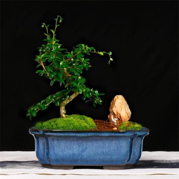 Quality Manual Glazed Bonsai 24cmx19cmx8cm Ceramic Indoor Pots wholesale