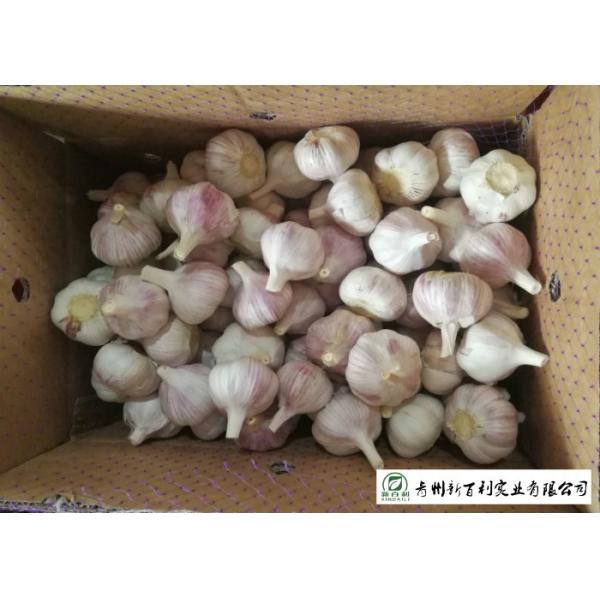 HACCP / GAP Standard Chinese Garlic 4.5 / 5.0 Cm Size Own Plantation