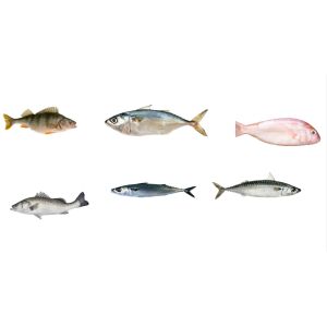 Four Styles Automatic Fish Sorting Line And Sizing Mackerel Line With 5-10T/H